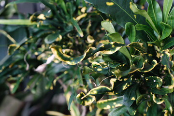 green tree 