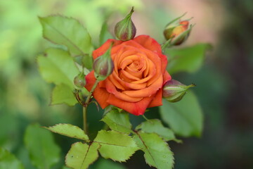 single red rose