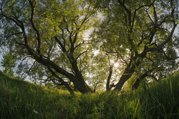 Majestic trees with sun rays piercing through their canopy, framed by lush green grass.