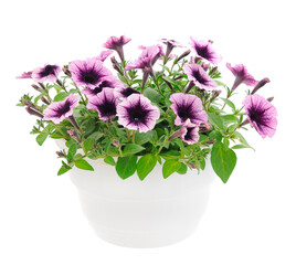 Bouquet of flowers petunia in a pot.