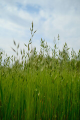 A field of green grass with prominent seed heads in the foreground and a softly blurred background.