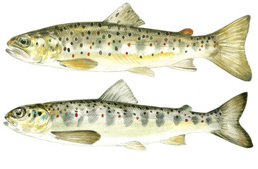 illustration of highly detailed hand drawn trout and salmon isolated