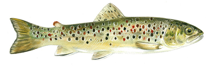 illustration of highly detailed hand drawn trout and salmon isolated