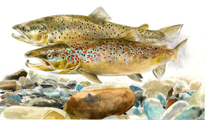 illustration of highly detailed hand drawn trout and salmon isolated