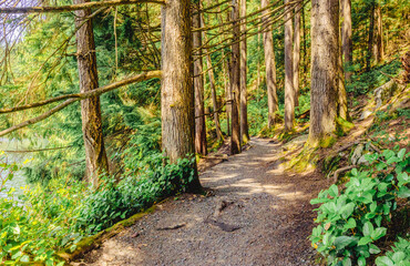 filered sunlight on urban forest rail at Mundy Park, Coquitlam, BC, Canada.
