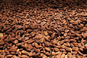 Background of roasted cocoa beans. A full-frame image of cacao, showcasing their brown tones and...