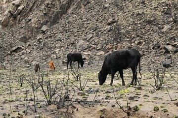 Cattle Grazing on Burned Land After Wildfire