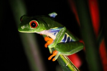 Close-up of a red-eyed tree frog in its natural habitat