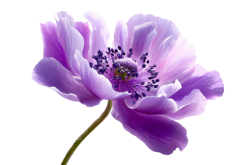 Beautiful purple flower with delicate petals and vibrant details