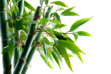 Fresh green bamboo stalks with vibrant leaves, transparent bg