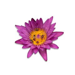 blooming purple lotus on white background.
