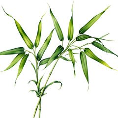 Fototapeta premium Vibrant green bamboo sprig illustration isolated on transparent background