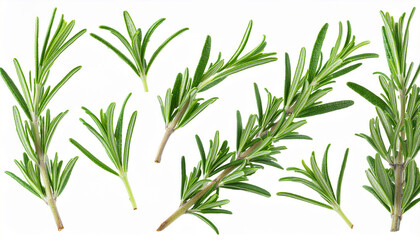 set of fresh rosemary leaves and twigs isolated on transparent background png cutout clipart collection of mediterranean herbs aromatic herb food ingredient spice for culinary