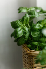 Fresh Basil Leaves Wicker Basket Indoors