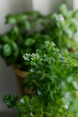 Fresh parsley  Indoors