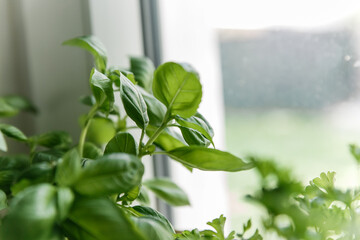 Fresh Basil Leaves Wicker Basket Indoors