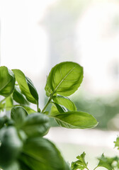 Fresh Basil Leaves Wicker Basket Indoors