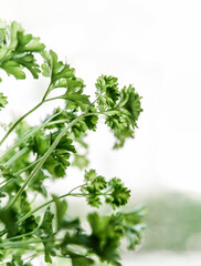 Fresh parsley  Indoors