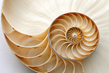 A close-up, top-down view of a spiral sea shell, highlighting its intricate pattern and natural texture. The shell is displayed in full focus