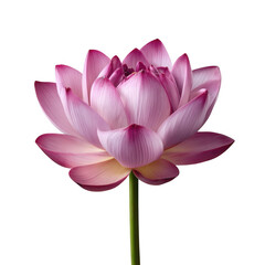 Fototapeta premium Pink lotus flower close up photograph on transparent background