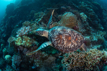 A Green sea turtle swims along a reef wall in Wakatobi National Park, Indonesia. This remote area is a popular destination for scuba diving and snorkeling due to its incredible marine biodiversity.