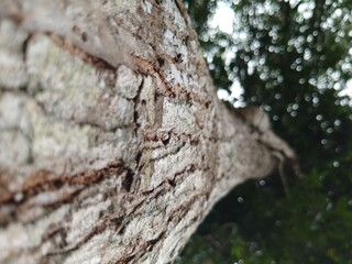 Rough Tree Bark Texture Viewed from Below with Natural Forest Bokeh Background in Tropical Woodland...