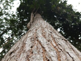 Rough Tree Bark Texture Viewed from Below with Natural Forest Bokeh Background in Tropical Woodland...