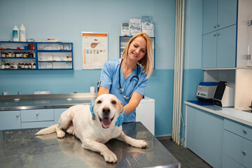 Happy dog receives care from a friendly vet in a bright clinic