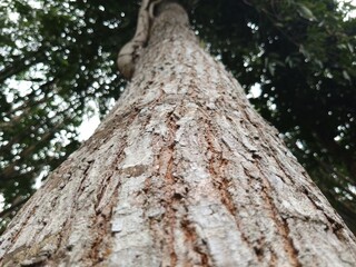 Rough Tree Bark Texture Viewed from Below with Natural Forest Bokeh Background in Tropical Woodland...