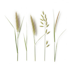 Minimalist Grasses