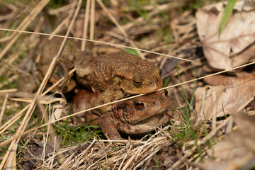 Mating common toads