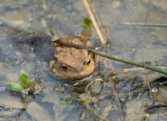 Common toad