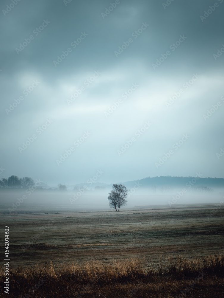Poster fog envelops a lonely tree standing in an empty landscape at dawn in early morning light