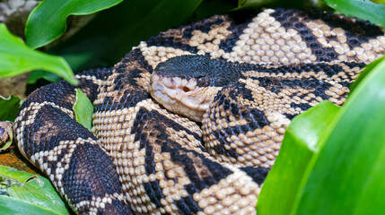 Close-up view of a Black-headed Bushmaster (Lachesis melanocephala)