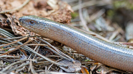 Close-up view of a Common slow worm (Anguis fragilis)