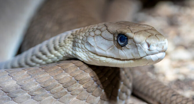 Close-up view of a Black Mamba (Dendroaspis polylepis)