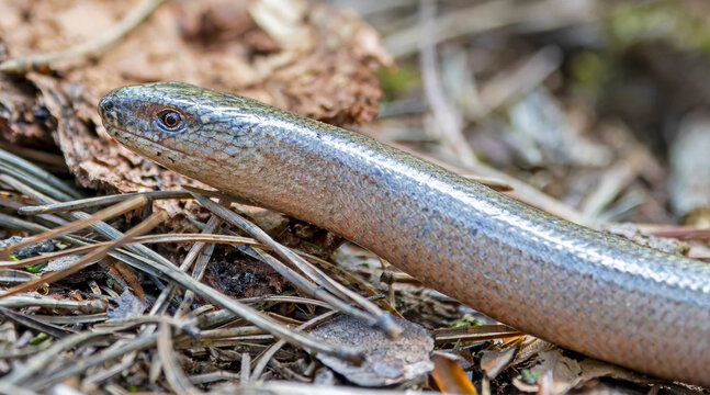 Close-up view of a Common slow worm (Anguis fragilis)