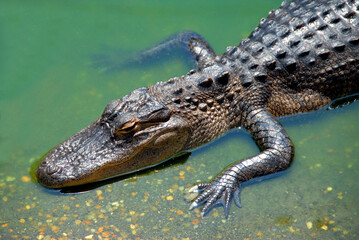 alligator in the water