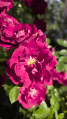 Bright pink rose in sunlight with vivid petals and a lush green background. Close-up view capturing the delicate textures and vibrant mood of blooming garden flowers.