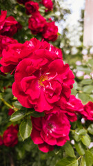 Bright red rose in full bloom with visible yellow stamens, captured in natural sunlight. A vibrant floral close-up with rich texture and lush garden background.