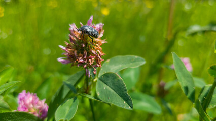 Close-up of a black spotted beetle on a fading red clover flower in a green summer meadow. Vibrant...