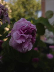 Close-up of a pink rose in bloom with soft petals and blurred green background. A romantic floral composition captured in gentle natural light and shallow depth of field.