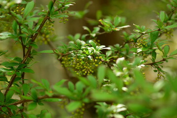 Photos of Berberis koreana, known as Korean Island Barberry, featuring serrated leaves, spiny branches, and clusters of unripe green berries in spring growth.