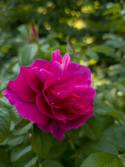 Close-up of a vivid magenta rose blooming among green leaves with soft background bokeh. A romantic and detailed floral scene captured in natural daylight.