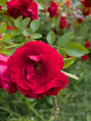 Close-up of a vibrant red rose with a bee collecting pollen, set against a soft green garden background. A dynamic vertical floral shot full of natural color and life.