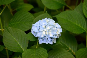white and blue flowers