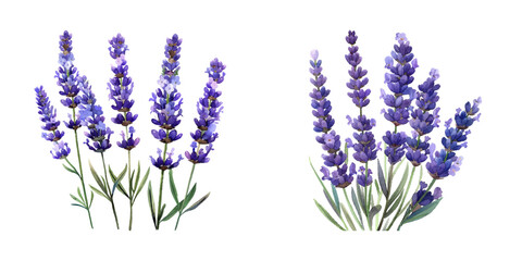 cute lavender watercolor vector illustration © Dar