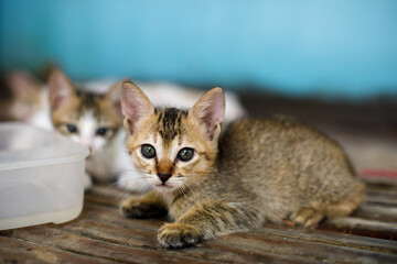 Adorable tabby kitten lying on wooden floor near a water container © Aleksandr Rybalko
