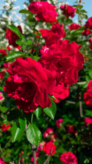 Cluster of red roses in full bloom under bright daylight, surrounded by green foliage and soft floral bokeh. Vibrant garden scene with colorful depth and natural beauty.