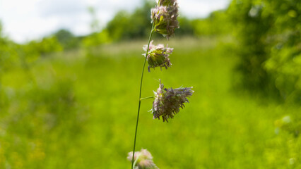 Horizontal close-up of a wild grass stem with soft purple-green flowering heads against a blurred green meadow. Peaceful nature scene with natural daylight and depth.